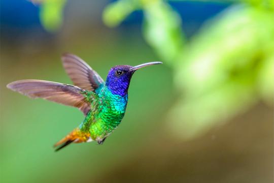 Golden-tailed hummingbird in flight