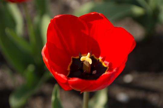 Red Tulip flower opening