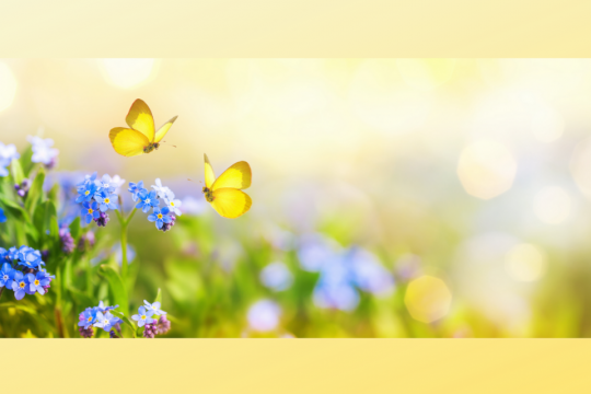 Yellow butterflies on blue flowers in meadow