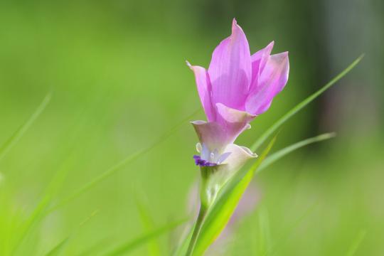 Flower in green meadow