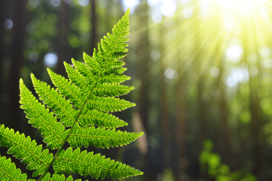 A fern leaf in the sunlight with the sun in the background.