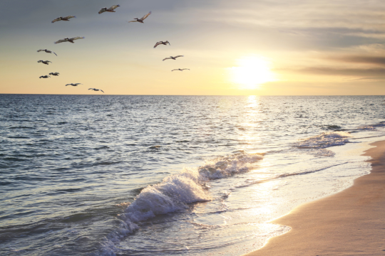 A sandy beach with birds flying over a body of water.