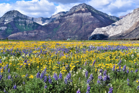 A field of wildflowers with mountains in the background.