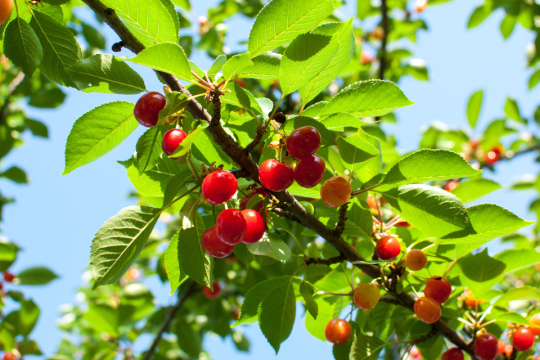A cherry tree with red and green fruits against a blue sky. 