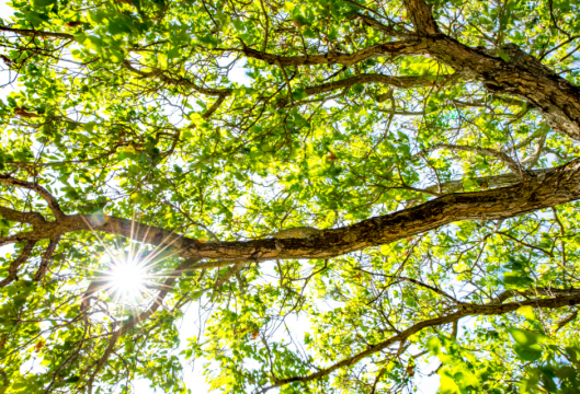 Sun beams through oak branches filled with leaves.