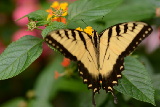 Butterfly on a green leaf with yellow buds.