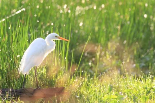 Egret perched amongst the dew in the morning.