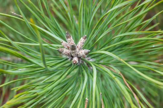 Close up view of pine buds in the winter.