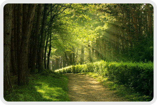 Light streaming on to a path through the dense lush forest canopy.