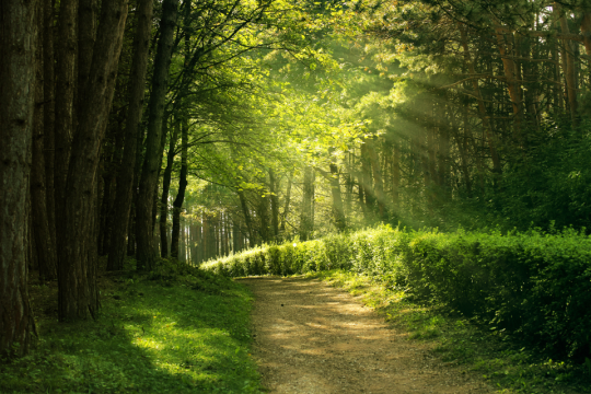 Light streaming on a path in the dense lush forest canopy.