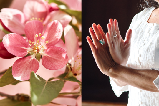 Self-Breema excercises practiced along with blooming dogwood.